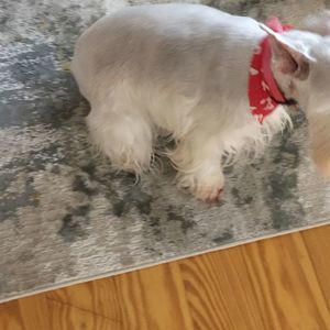 Meet your Posher, Barbara